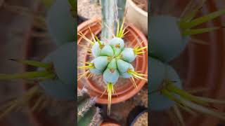 Trichocereus cactus flowers nature gardening cacti plants succulents trichocereus reels [upl. by Esirehs]