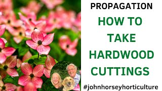 HOW TO TAKE HARDWOOD CUTTINGS FROM DOGWOOD CORNUS ALBA CUTTINGS [upl. by Schaeffer]