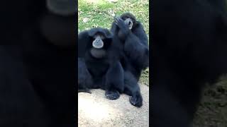 Siamang Gibbon Howling Sounds And Habitat shorts [upl. by Gausman]