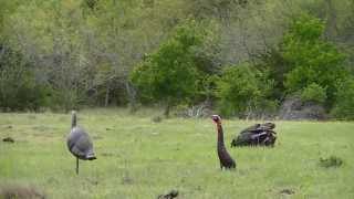 Benelli Montefeltro Turkey Hunt Bosque County Texas [upl. by Charmain]