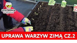 Uprawa warzyw zimą w szklarni cz 2  które warzywa można uprawiać i w jakiej ziemi [upl. by Yromem143]