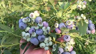 Start Your Own Organic Blueberry Farm  Sell Organic Blueberries at Local Farmers Markets [upl. by Loesceke]