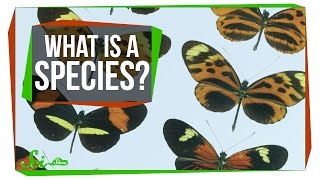 What Makes a Species a Species [upl. by Amle]