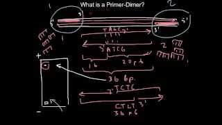 Primer design What is the primerdimer [upl. by Iak117]