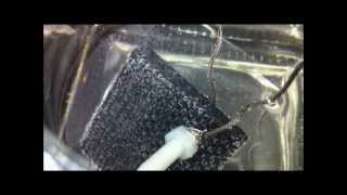 Experiment 4  Carbon Fiber HHO Electrodes Rectifying Current In Water [upl. by Ettenel]