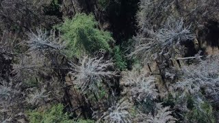 Drei dürre Jahre nacheinander Unser Wald trocknet aus [upl. by Nosrettap]