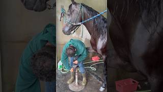 Cleaning horse hooves hooves horses asmr [upl. by Needan]