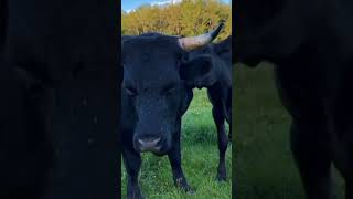 Bull Brangus Dexter cattle Hereford cattle [upl. by Pollack]