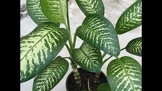 Reproduction Dieffenbachia [upl. by Sheng653]