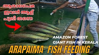 Arapaima fish feeding  Amazon Brazil fish in kerala Monster Fish Feeding [upl. by Aiyekal949]