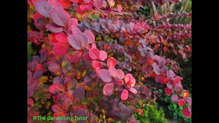 How to Prune Berberis by The Gardening TutorMary Frost [upl. by Tecla]