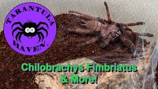 Chilobrachys Fimbriatus amp More [upl. by Kaczer]