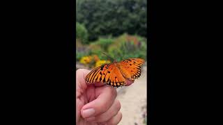 Releasing a Gulf Fritillary Butterfly nature flowers youtube garden southcarolina [upl. by Stout]