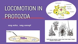 locomotion in Protozoaeasy notes for exam pseudopodiaMovement bsc msc youtube explore [upl. by Arais]