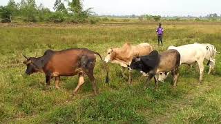 Cows mating session video of 2024 [upl. by Colier]