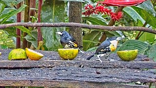 Spotcrowned Barbets Make an Uncommon Visit Till Scared Off By Blackchested Jay Nov 6 2022 [upl. by Aiciram697]