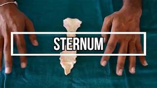 Sternum [upl. by Wymore]