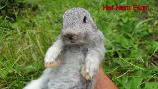 Caught another screaming baby bunny part 1  scream rabbit  Tiếng thỏ kêu [upl. by Mcquade355]