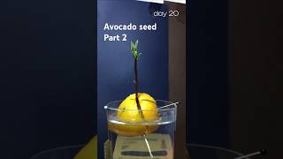 31 days in 15 sec  avocado seed time lapse part 2 [upl. by Ytineres]