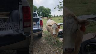 Biddie inspecting our work at the shop cow longhorn farming shorts [upl. by Breeze]