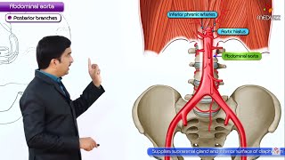 Abdominal Aorta Anatomy Animation  Origin Course Branches  USMLE Step 1 [upl. by Astrid]