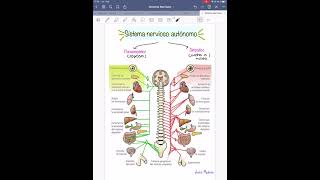 Funciones del Sistema parasimpático y simpático  Luis Medina Díaz [upl. by Aneerak932]