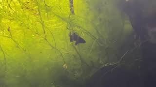 Elassoma Gilberti male dancing gulf coast Pygmy Sunfish [upl. by Balkin742]