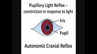 Pupillary Light Reflex  Cranial Nerves II amp III [upl. by Heffron]