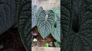 Antorium Luxurians plants garden greennaturehousplants antorium [upl. by Candie]