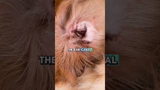 The Hidden Triggers of Dog Ear Infections Why Floppy Ears Are More at Risk shorts [upl. by Anekahs]