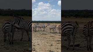 Safari Laikipia Kenya 🇰🇪 africa discoverkenya travel [upl. by Ashien]