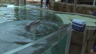 Trainers keep dolphins safe in 119 degree heat [upl. by Mcgaw774]