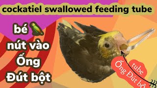 HELP My Cockatiel Swallowed The Feeding Tube Let Remove Tube [upl. by Anaj473]