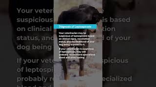 Leptospirosis in dogs doghealth dogsafety leptospirosis vetcare geniusvets pethealth dogcare [upl. by Pompea931]