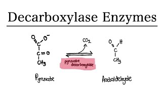 Decarboxylase Enzyme  Pyruvate Decarboxylase  MCAT Biochemistry [upl. by Kramnhoj]