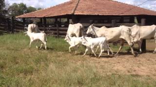 VACAS PRIMIPARAS PARIDAS [upl. by Nigrom599]