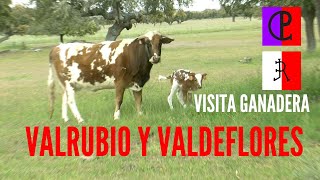 Visita Ganadera Valrubio y Valdeflores [upl. by Aynom]