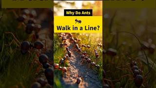 Why Do Ants 🐜 Walk in a Line The Fascinating Secret shorts science [upl. by Navek]