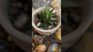 Haworthia limifolia easy care succulents  gardeningaesthetics succulentcare succulent [upl. by Yelloh583]