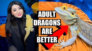 I Adopted A BEARDED DRAGON And why you should too [upl. by Euqirat562]