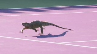 Iguana Storms the Court  You have to see an iguana running loose on a tennis court [upl. by Rudd987]