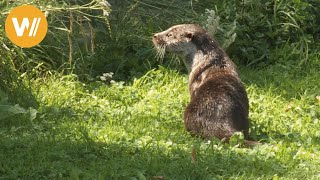 Fischotter  Unsere Tierwelt Kurze Tierdokumentation [upl. by Eityak]