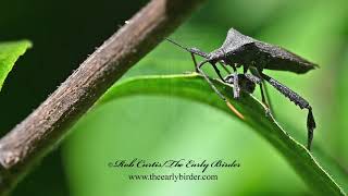 LEAFFOOTED BUG Acanthocephala terminalis feeding [upl. by Akcinehs]