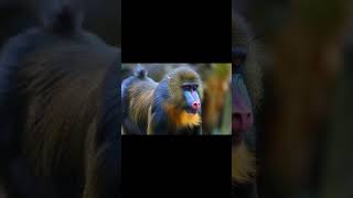 Mandrill sound effect wildanimalssounds animalsounds animals animalsouds soundofanimals [upl. by Auqinihs]