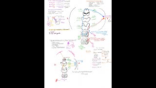 CEREBELO PARTE 2  SINDROME CEREBELOSO [upl. by Aihsemek]