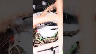 Finches Breeding egg layingtrendingviralpetseluruytshorts [upl. by Seyler4]