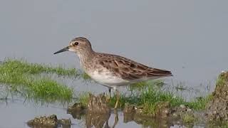 LongToed Stint [upl. by Seerdi]