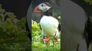 The Unbelievable Puffin Fact You Didnt Know [upl. by Gabe]