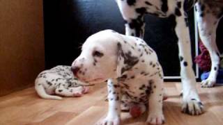 dalmatian puppies 45 weeks [upl. by Luanni]