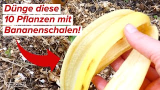 10 Pflanzen die Bananenschalen als Dünger lieben unbedingt mal ausprobieren [upl. by Dranik]